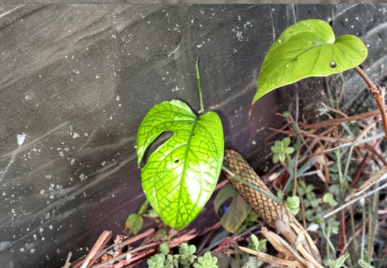 Amydrium Medium Fresh Cutting Rare Tropical Aroid Climbing House Plant Stem