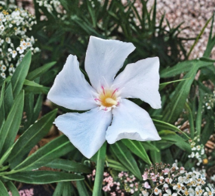 White Oleander Cuttings 7 Count 6 Inch Nerium Oleander Unrooted Flowering Shrub Stems