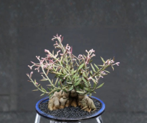 Monadenium Rubellum Seeds 5 Pack Caudex Succulent Bonsai Style Plant Seed for Collection Growing