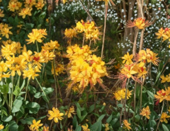 Escatawpa Aromi Azalea Rooted Starter Plant Deciduous Rhododendron Small Flowering Shrub