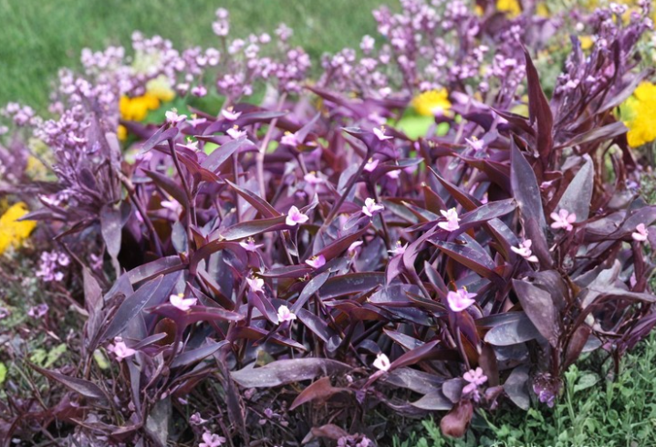 10 Purple Heart Tradescantia Cuttings Wandering Jew Plant Stems for Propagation Trailing Houseplant