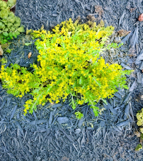 Creeping Sedum Ground Cover Perennial 25 Live Cuttings 1 to 3 Inch Stonecrop Plants for Rock Garden or Landscape