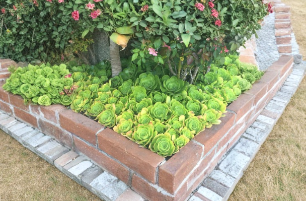 Aeonium arboreum Cuttings 5 Count 4 to 6 Inch Rosette Succulent Cactus Rose Plant Stems