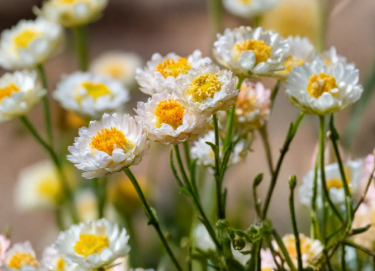 Winged Everlasting Seeds Ammobium alatum 100 Count White Dried Flower