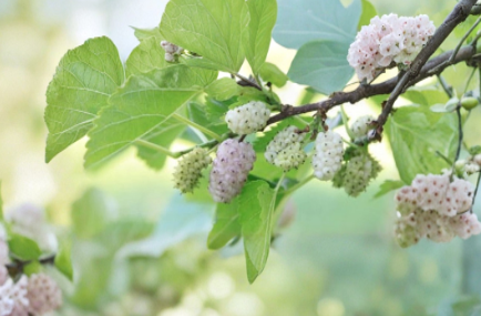 5 White Mulberry Cuttings Morus Alba 6 to 8 Inch Unrooted Cold Hardy Berry Tree for Propagation