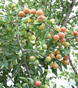 Shanxi Li Jujube Tree Scionwood Set of 10 Unrooted Grafting Cuttings 10 Inch
