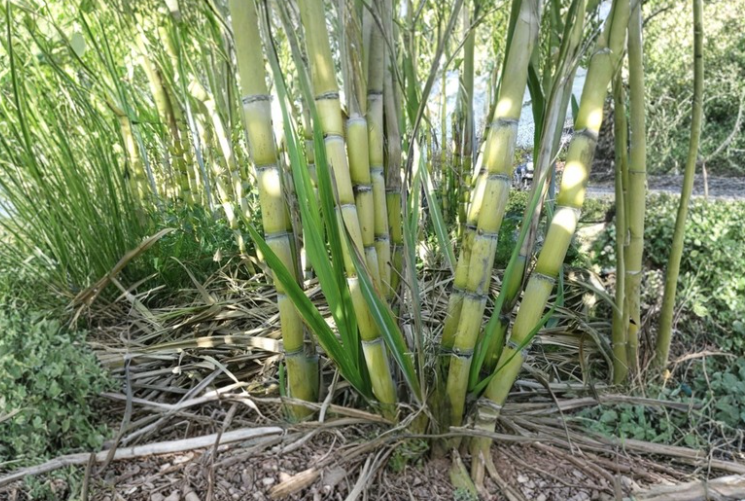 5 Rooted Sugarcane Plants Saccharum Officinarum Tropical Cane Ready to Plant Live Starter Plants