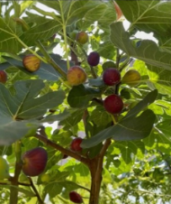 Bulk Hardy Chicago Fig Cuttings 20 Count Ficus Carica Fresh Fruit Tree Stems for Propagation Cold Hardy Variety