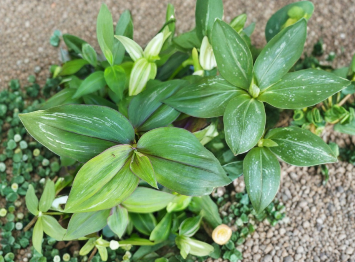 Wandering Jewel Tradescantia Zebrina Flame Dance Variegated Houseplant