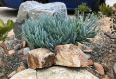 Blue Chalk Sticks 4 Cuttings 5 Inch Senecio Mandraliscae Live Succulent Plant Stems for Propagation