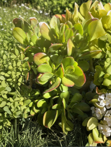 Crassula Jade Cutting 4 to 5 Inch Long Beginner Succulent Plant for Rooting Indoor Container Growing