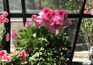 Martha Washington Geranium Cuttings Four Mix Pelargonium Flowering Plant for Rooting Indoor Outdoor Garden
