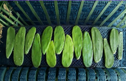 Opuntia Grafting Stock Cactus 5 Cuttings Prickly Pear Rootstock Pads for Cactus Propagation