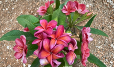 Rare Copper Pink Plumeria Cutting European Import Fresh Unrooted Frangipani Stem for Tropical Garden Planting