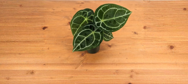 Anthurium forgetii White Stripe Live Plant 4 Inch Pot Tropical Indoor Houseplant