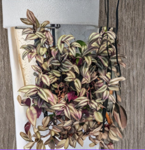 Tradescantia zebrina Silver Wandering Plant Cuttings Live Houseplant Set of 5