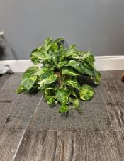 Variegated Hawaiian Giant Golden Pothos Live Rooted Plant Epipremnum Aureum Large Leaf Indoor Houseplant