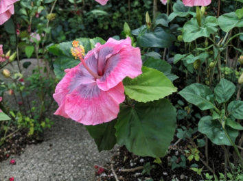 Unforgettable Hibiscus 2 Cuttings Tropical Flowering Plant Stems for Propagation Garden Shrub