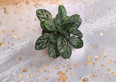 Primulina Leaf Cuttings Assorted Varieties Labeled Indoor Houseplant Propagation Leaves for Rooting 1 Box