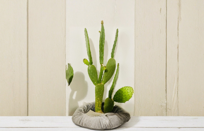 Opuntia ficus indica Prickly Pear Cactus Pad Cutting Ready to Plant Desert Succulent Outdoor Garden Starter
