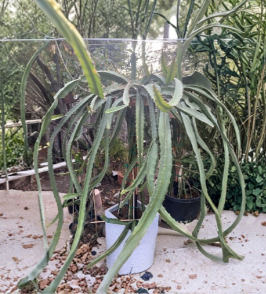 Dragon Fruit Palora Cuttings 7 to 9 Inch Starter Pack 4 Pieces Yellow Pitaya Cactus for Propagation