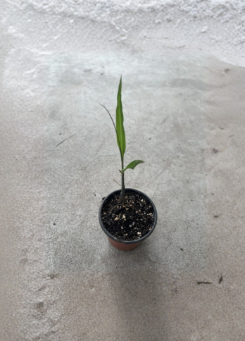 Sugarcane Plant With Pot 8 Inch Live Saccharum Plant Ready to Plant Sweet Tropical Garden Starter