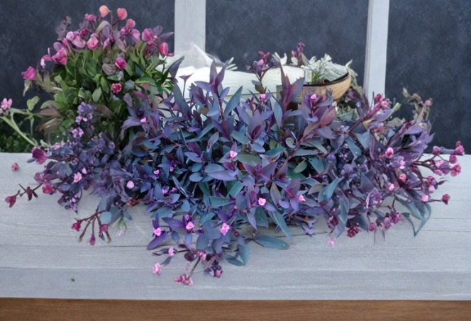 Purple Heart Tradescantia Cuttings 5 Count 6 Inch Stems Tradescantia pallida Unrooted Trailing Indoor Outdoor Plant