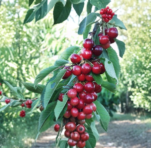 Sweet Cherry Tree Cuttings 5 Count Prunus Avium 7 to 9 Inch Unrooted Fruit Tree for Propagation
