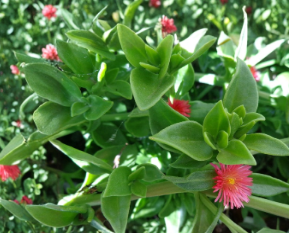 20 Aptenia Cordifolia Cuttings Red Pink Baby Sun Rose Apple Ice Plant 4 to 7 Inch Succulent Ground Cover