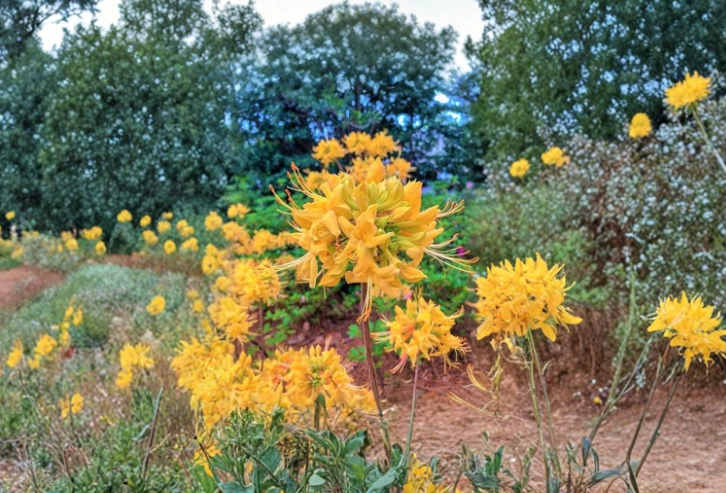 Gold Strike Aromi Azalea Starter Plant Dormant Deciduous Rhododendron Small Shrub