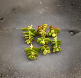 3 Mini Jade Plant Cuttings 3 Inch Crassula Ovata Green Red Succulent Small Unrooted Stems