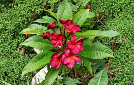 Arunggan Plumeria Cutting 1 Tip Frangipani Live Plant Stem for Propagation Tropical Flowering Tree Starter