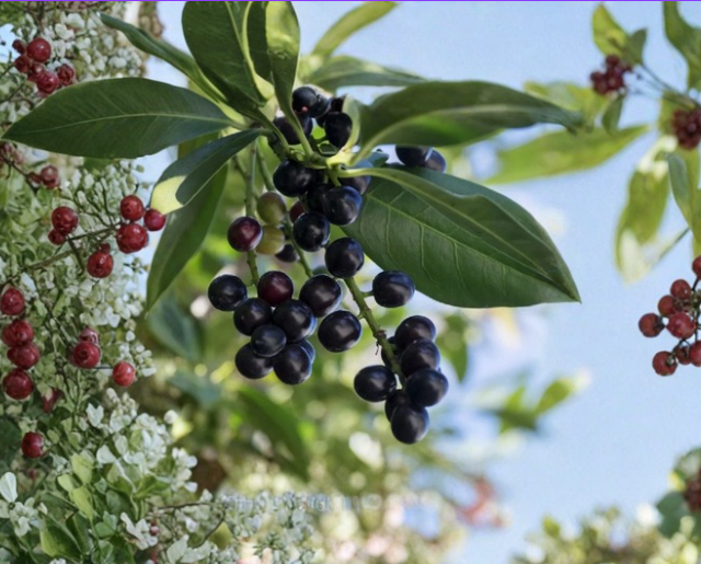 12 Carolina Cherry Laurel Cuttings 6-8 Inch Prunus Caroliniana Evergreen Hedge Shrub