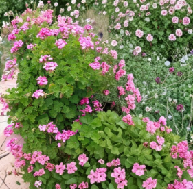 Pink Geranium Cuttings 30 Pcs 6 Inch Pelargonium Fragrant Flowering Plant Unrooted