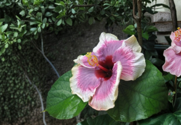 Pastel Superstar Hibiscus 2 Unrooted Cuttings Live Tropical Flowering Plant Stems for Propagation