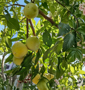 Flavor Queen Pluot Scion Wood 5 Cuttings Plum Apricot Hybrid Grafting Variety Dormant Fruit Tree Wood