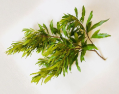 Bayberry Cuttings Myrica cerifera Unrooted Hardwood Set of 6 Approx 12 Inch