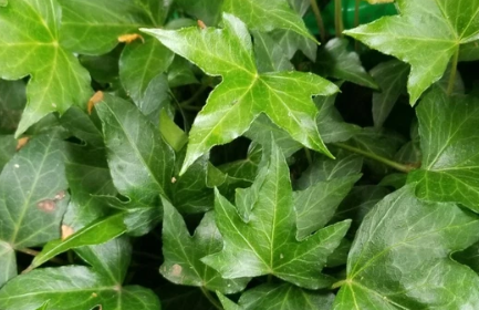 Ivy Cuttings 10 Count 8 Inch Unrooted Hedera Trailing Vine Plant