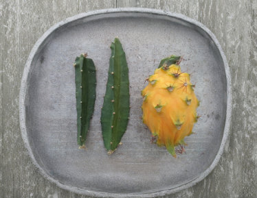 Yellow Dragon Fruit Palora Cutting 4-5 Inch Selenicereus megalanthus Mature Stem for Rooting Live Fruit Cactus