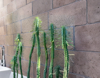 Euphorbia loricata African Palm Tree Unrooted Cutting 6 Inch Succulent Plant