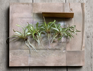 4 Spider Plant Babies Rooted Chlorophytum Comosum Live Indoor Houseplants