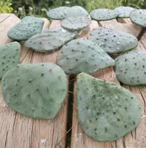 Long Spined Prickly Pear Cactus Rooted Pads Set of 3 Opuntia engelmannii