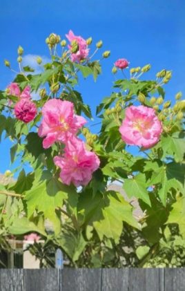 Confederate Rose Cuttings 6 Count Hibiscus mutabilis Unrooted Starter Stems Color Changing Flower Shrub