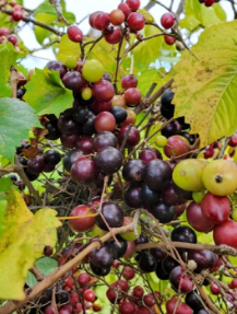 20 Muscadine Grape Vine Cuttings Organic Vitis Rotundifolia Fresh Clippings for Propagation