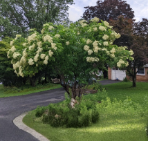 3 Elderberry Cuttings Sambucus Fruit Shrub Unrooted Stems for Garden Propagation
