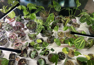 Starter House Plants 3 Pack Indoor Live Plants Assorted Varieties Rooted Plant Bundle