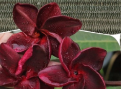 Plumeria Black Fire Cutting Unrooted Middle Cut Frangipani Plant