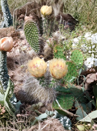 Opuntia erinacea Cold Hardy Cactus Pad Yellow Orange Flowers Outdoor Succulent