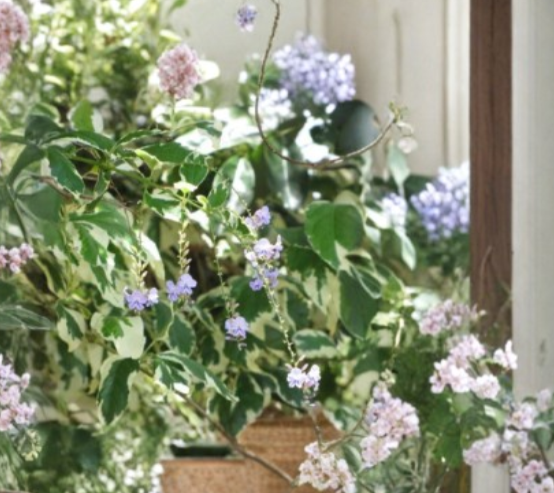 Duranta Variegata Cuttings 6 Count Variegated Sky Flower Shrub Duranta erecta Pigeon Berry Plant for Propagation