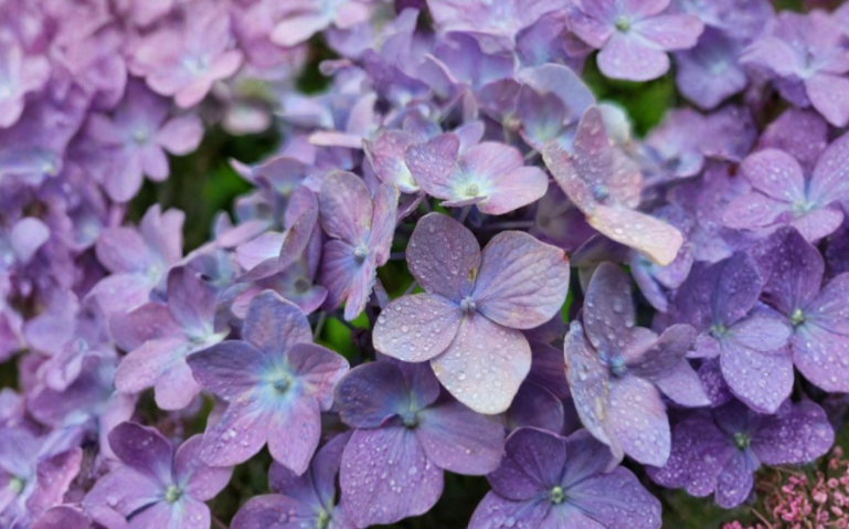 Nikko Blue Hydrangea Cuttings 6 Total Fresh Unrooted Hydrangea macrophylla Shrub Stems for Propagation